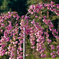 Саженец сакуры Kiku-shidare (ампельный) в контейнере